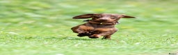 Miniature Dachshund dogs for stud: Miniature Choc & Tan Dachshund STUD KC registered  in Barnsley - Advert 5