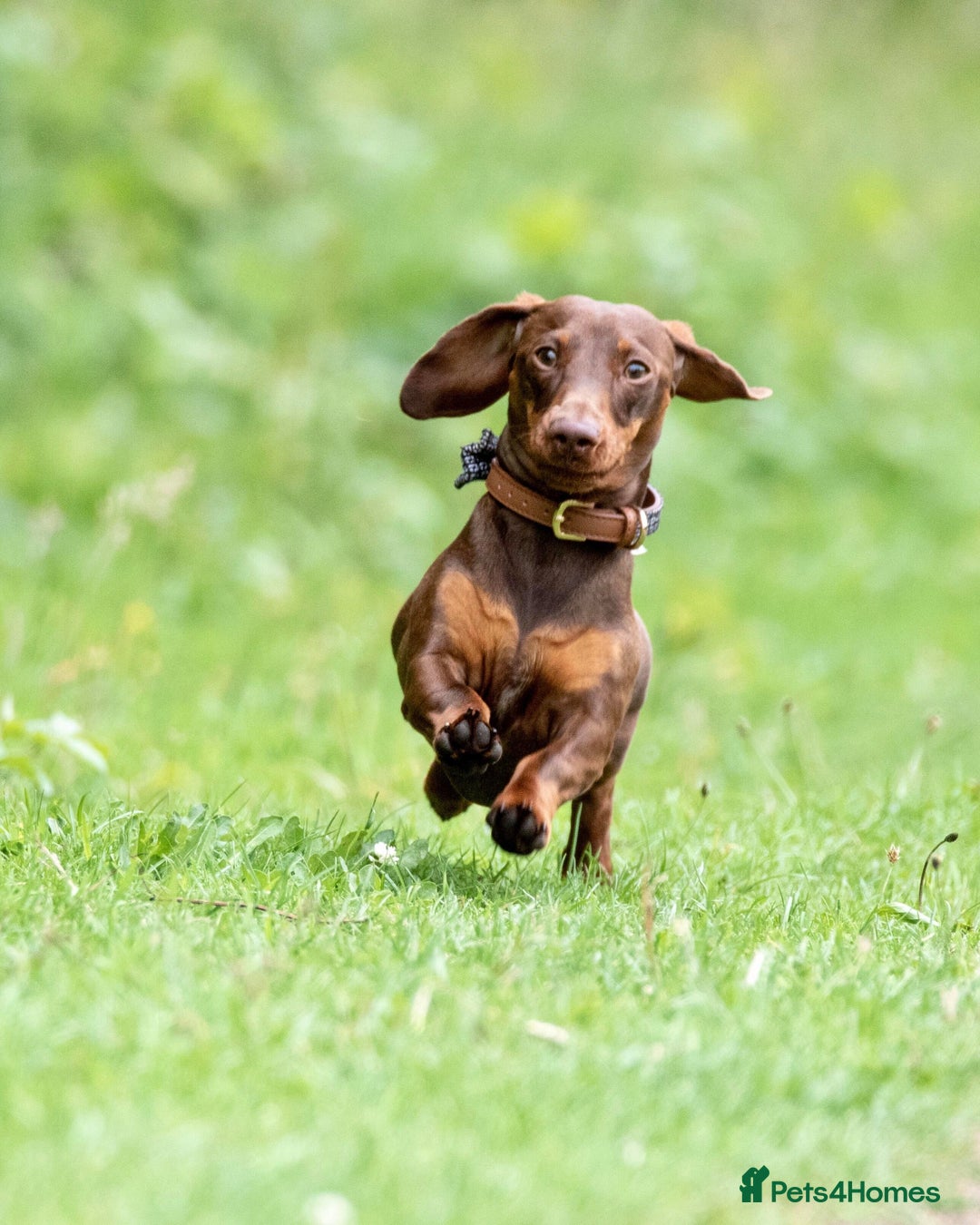 Miniature Dachshund dogs for stud: Miniature Choc & Tan Dachshund STUD KC registered  in Barnsley - Advert 5