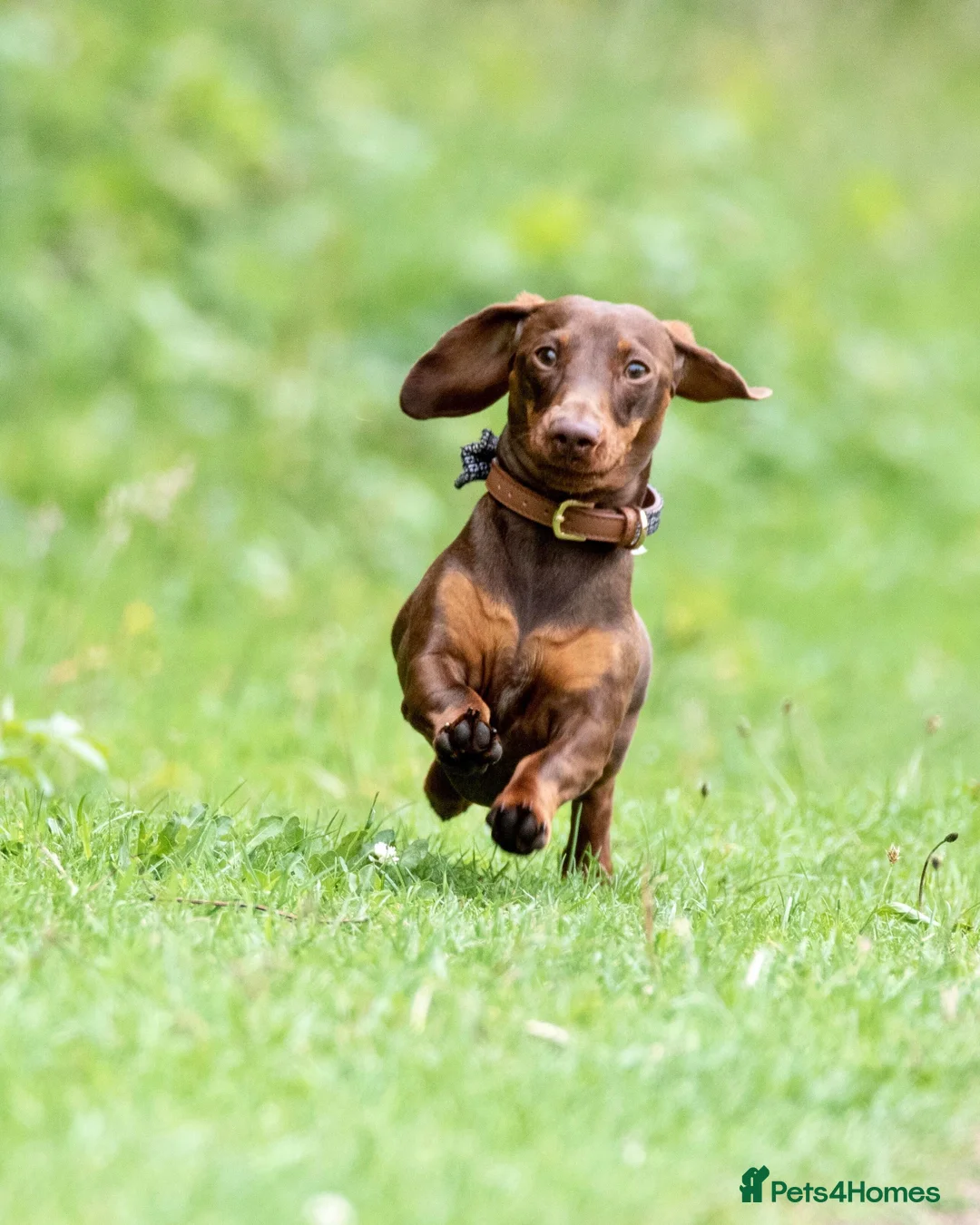 Miniature Dachshund dogs for stud: Miniature Choc & Tan Dachshund STUD KC registered  in Barnsley - Advert 5