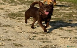 Chihuahua dogs for sale: Chocolate chihuahua - Image 1