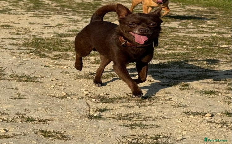Chihuahua dogs - Advert 5