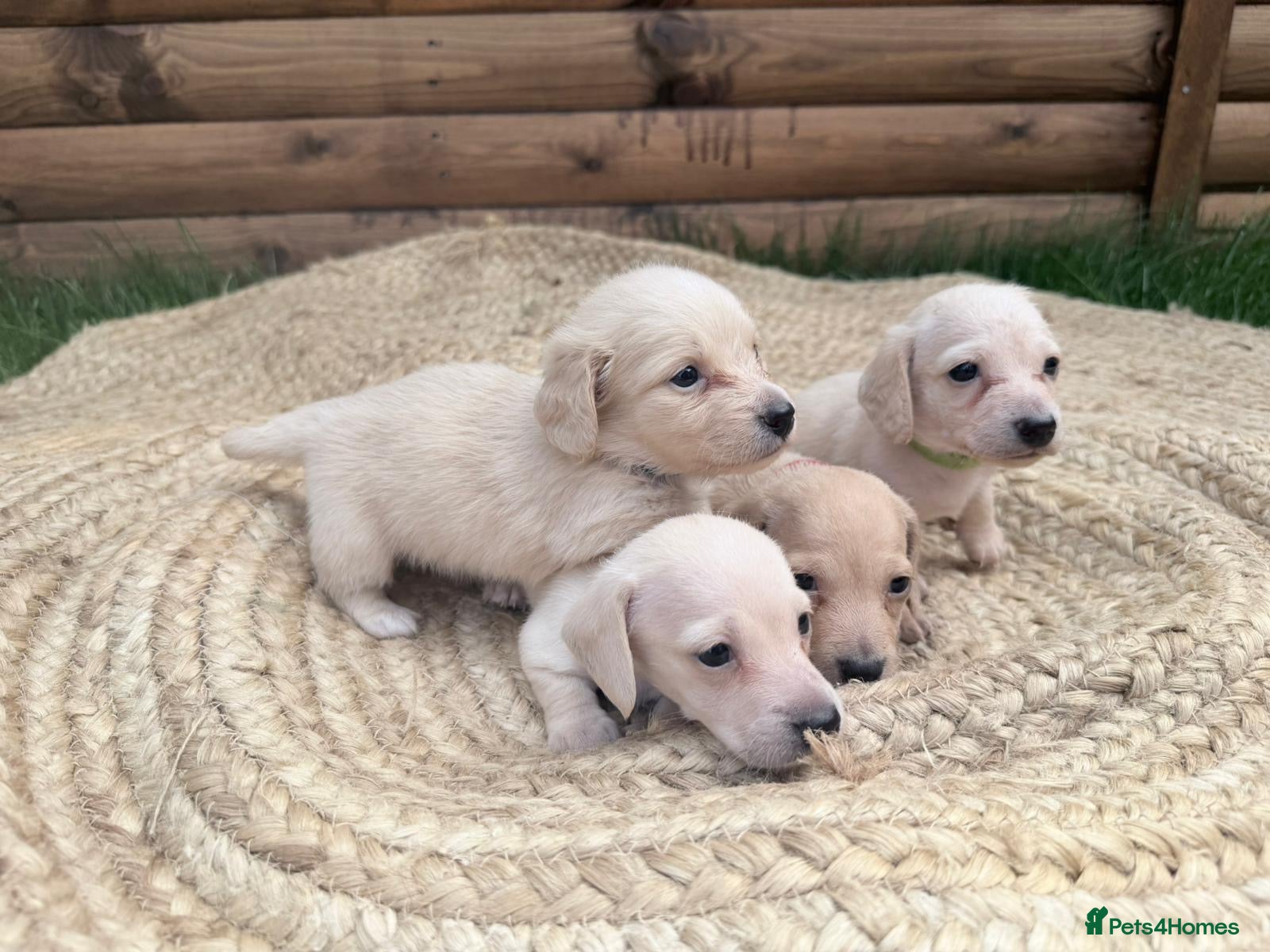 Miniature Dachshund dogs CLR Cream LHair & SHair Mini Dachshunds - Advert 6