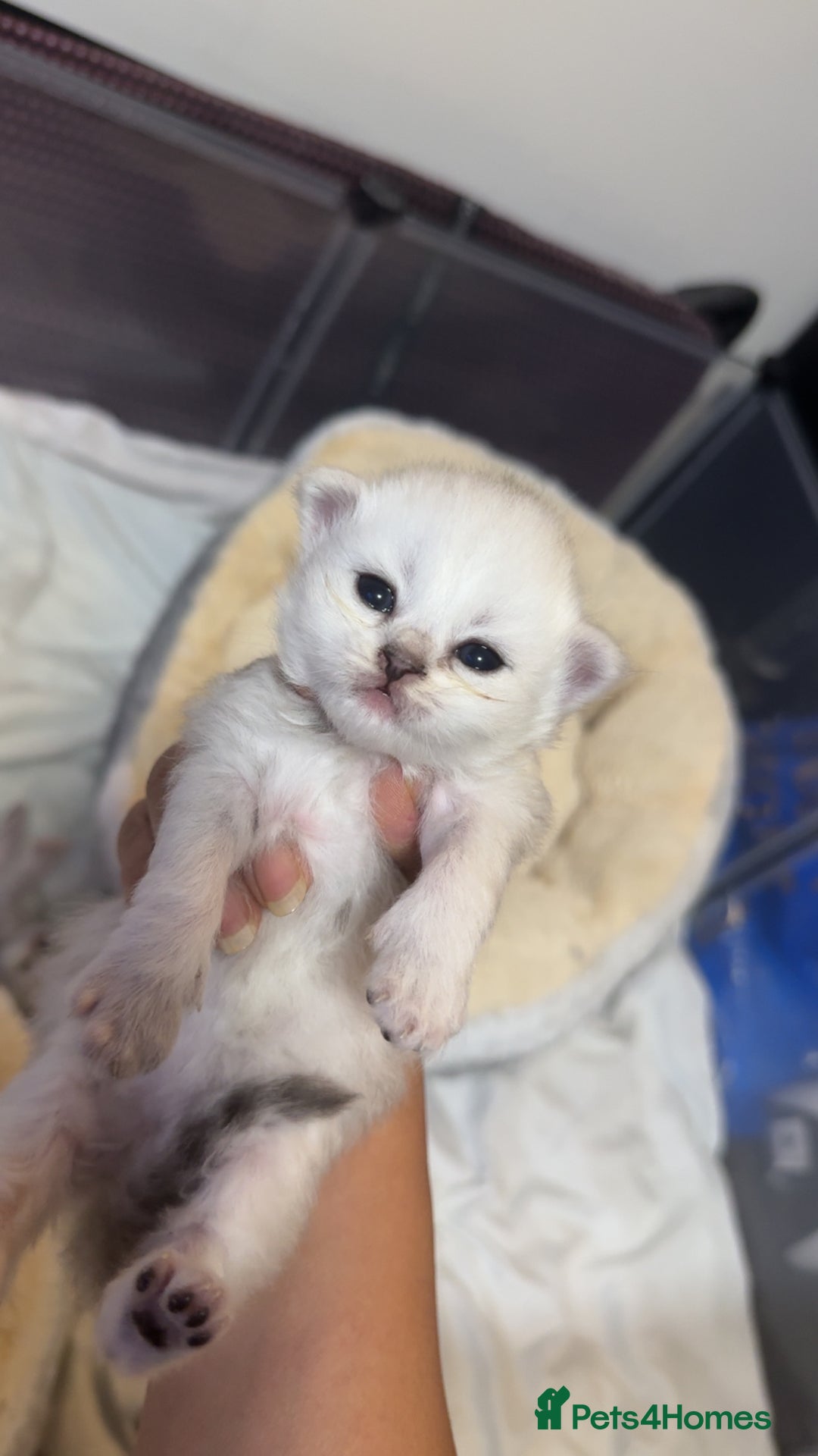 Persian cats for sale: Persian chinchilla kittens  - Advert 21