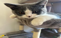 British Shorthair cats for sale: British shorthair blue and white, 4 months old  - Image 4
