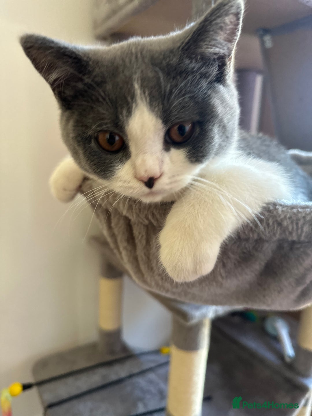 British Shorthair cats for sale: British shorthair blue and white, 4 months old  - Image 4
