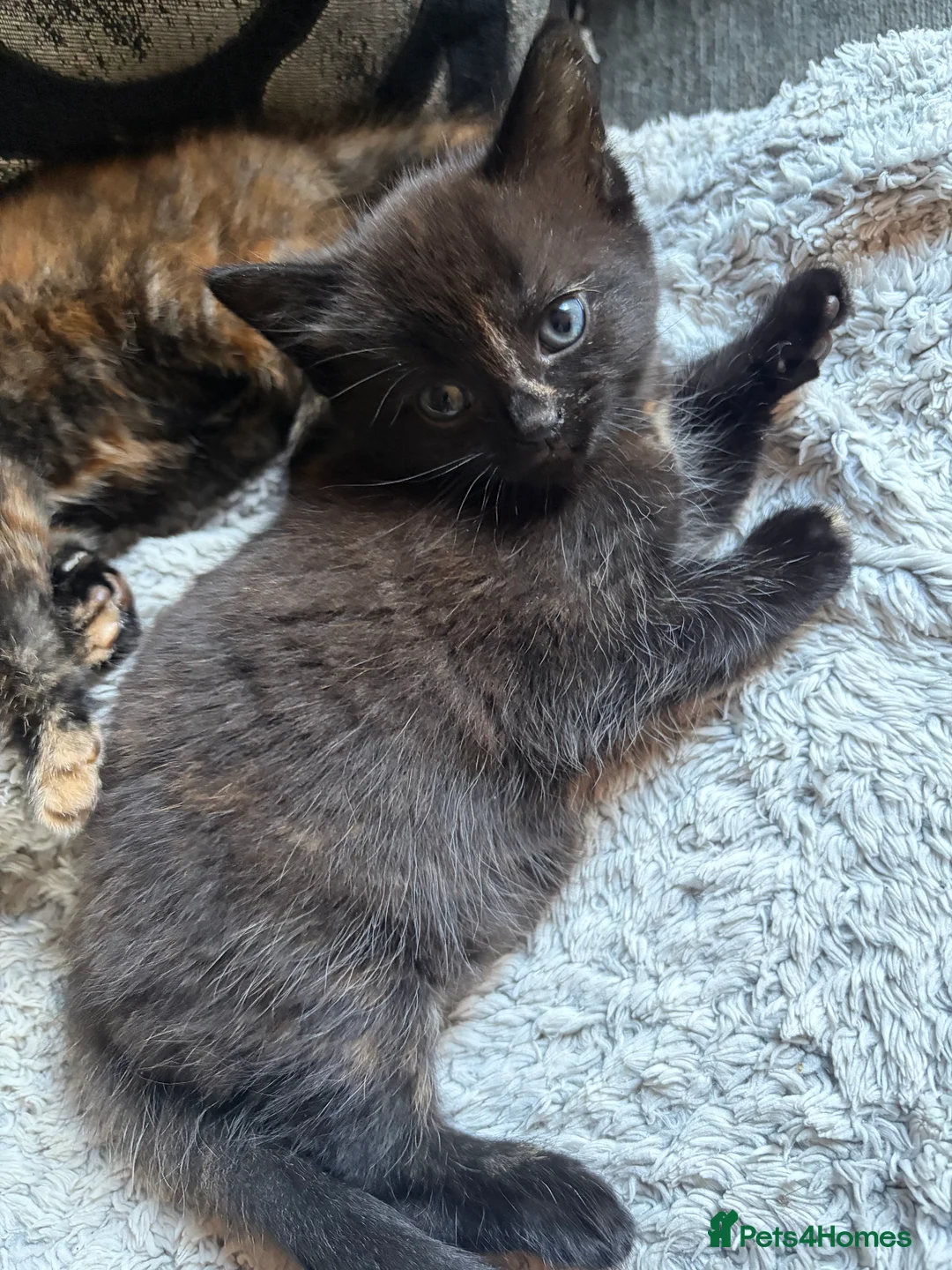 Mixed Breed cats for sale: 2x tortoiseshell kittens  - Advert 2