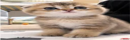 Mixed Breed cats for sale: Beautiful Scottish folds - 2 males Left - Advert 5