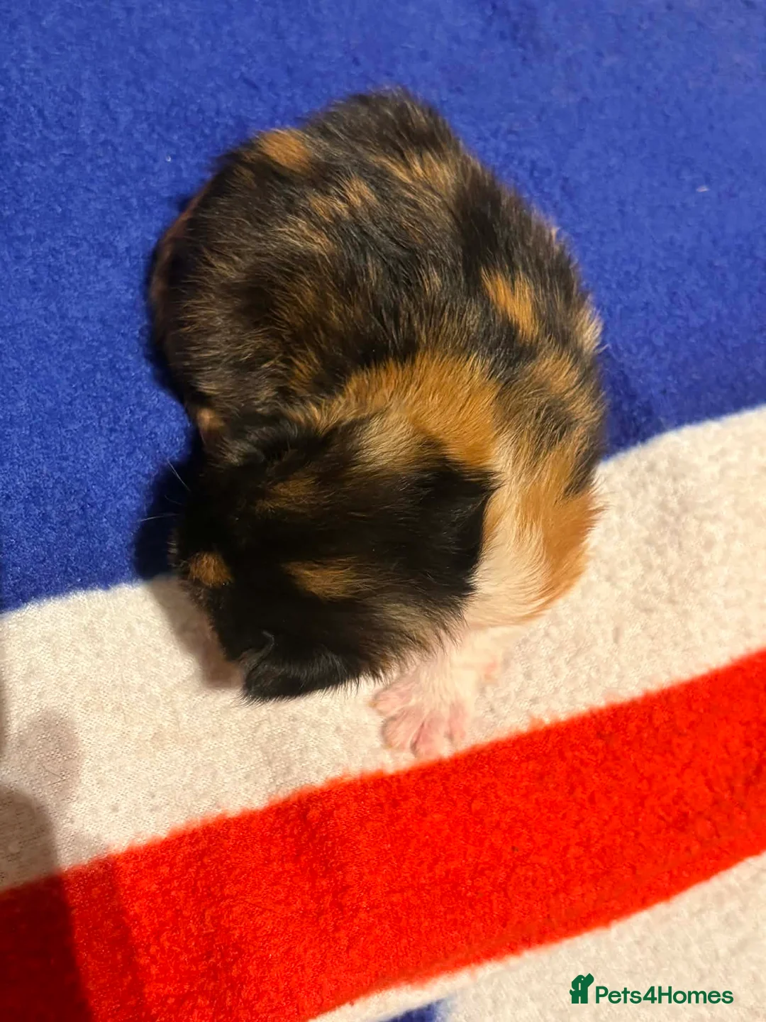 Mixed Breed cats for sale: 5 beautiful kittens in Hook - Advert 11