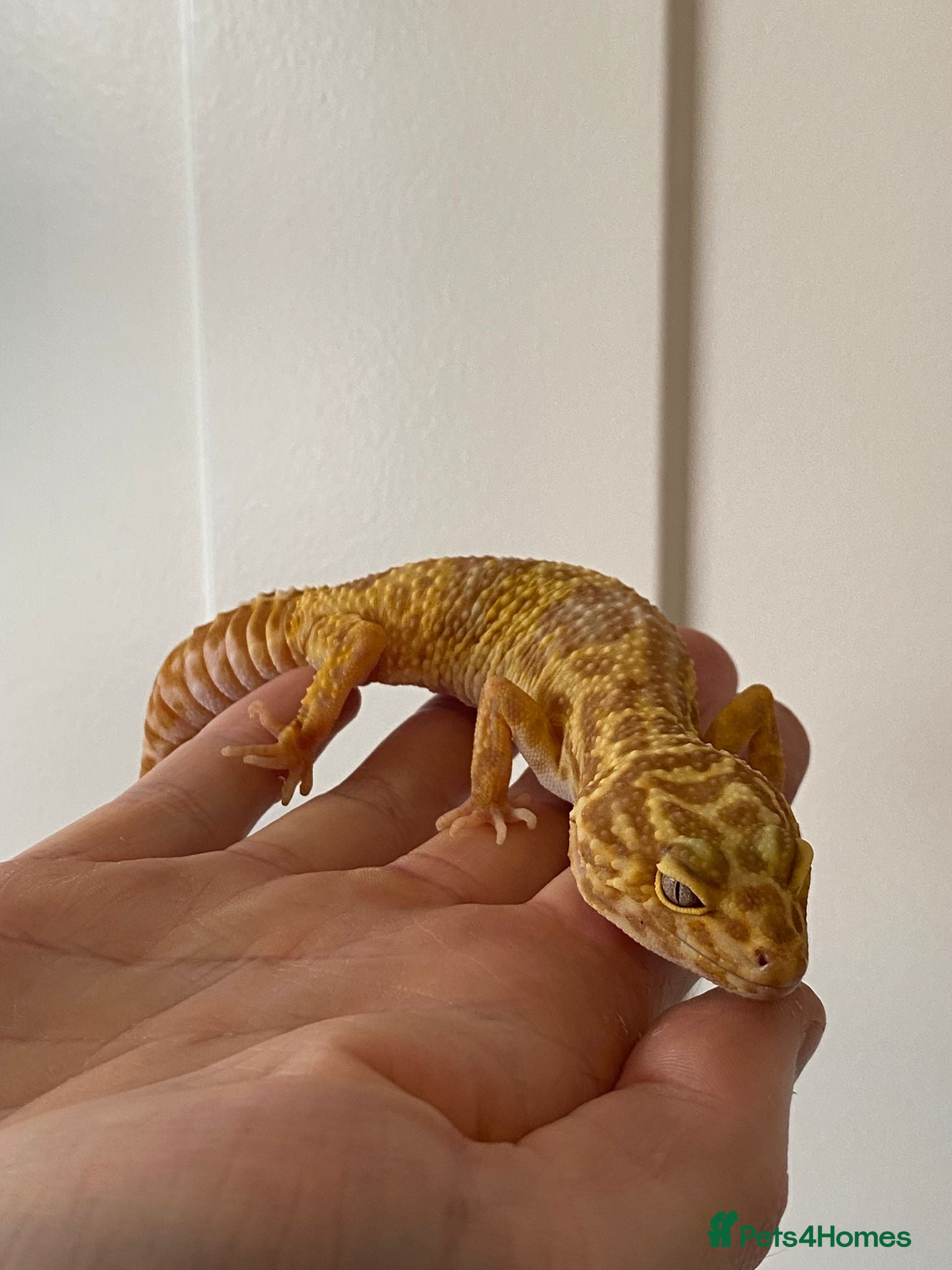 Leopard Gecko reptiles Tremper albino female CB23 leopard gecko regen in Knaresborough - Advert 16