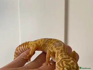 Leopard Gecko reptiles Tremper albino female CB23 leopard gecko regen in Knaresborough - Advert 7
