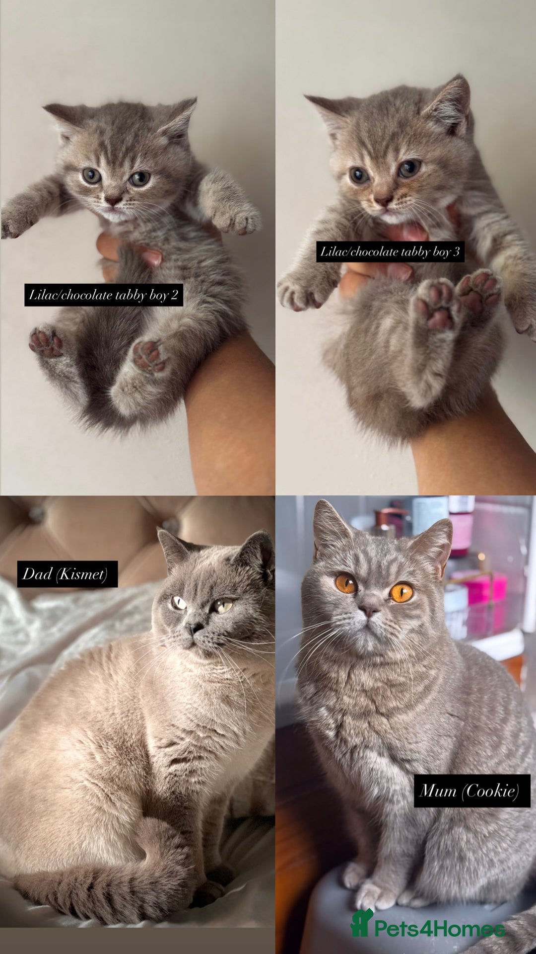 British Shorthair cats for sale: RARE lilac spot/blue British shorthair kittens - Image 9