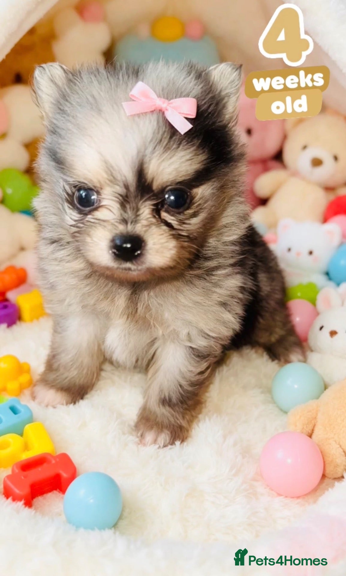 Pomeranian dogs ✨Four Mini Little Gems 💎🐾🐶✨💜🧡🩶🤎 - Advert 2