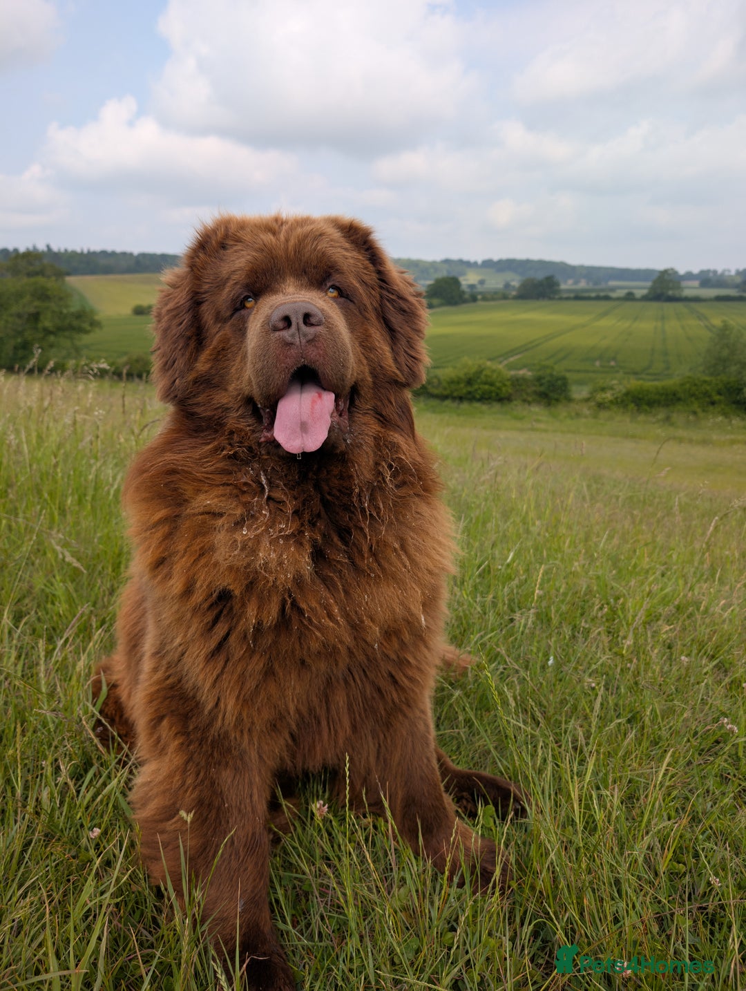 Newfoundland dogs for stud: Brown newfoundland stud  in Alcester - Image 4