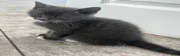 Mixed Breed cats for sale: mainecoon/european in Corby - Advert 23