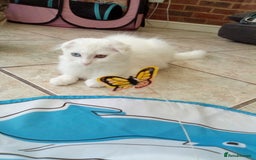 Scottish Fold cats for sale: ready now for there forever homes - Image 17