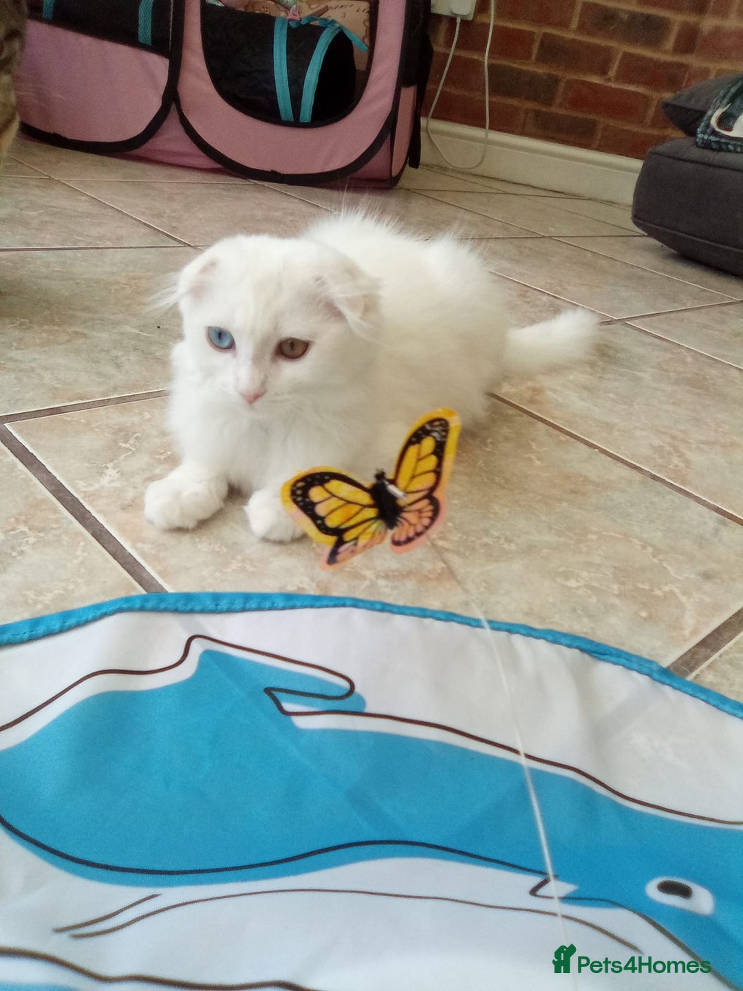 Scottish Fold cats for sale: ready now for there forever homes - Image 17