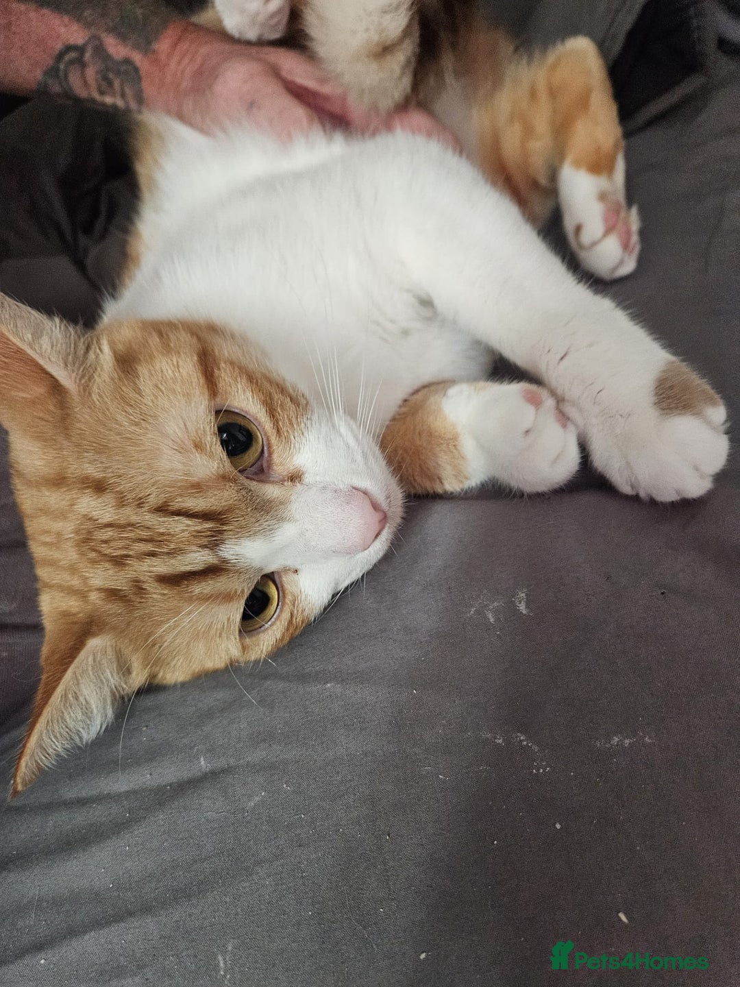 Mixed Breed cats for sale: Male neutered ginger male - Image 1