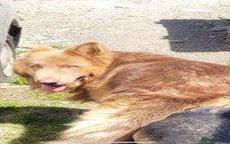 German Shepherd dogs for sale: German shepherd puppies  - Image 11