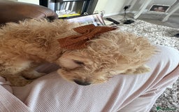 Mixed Breed dogs for sale: Beautiful Sproodle puppies stunning  - Image 9