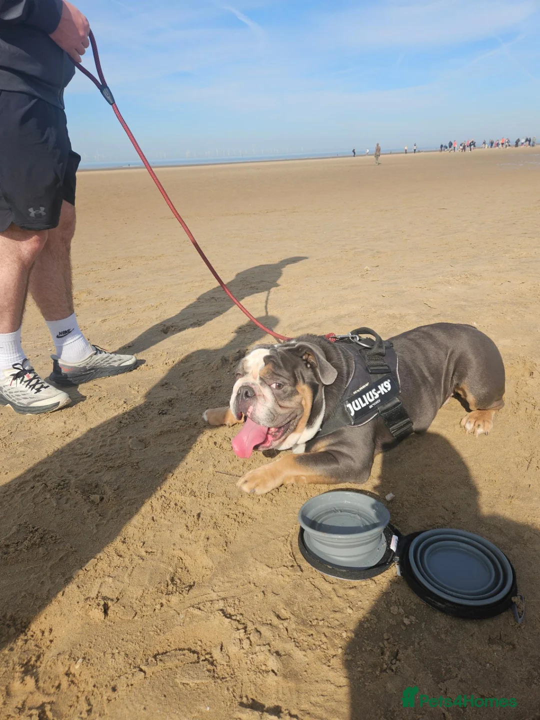 English Bulldog dogs for stud: Dog for stud KC Registered  - Advert 2
