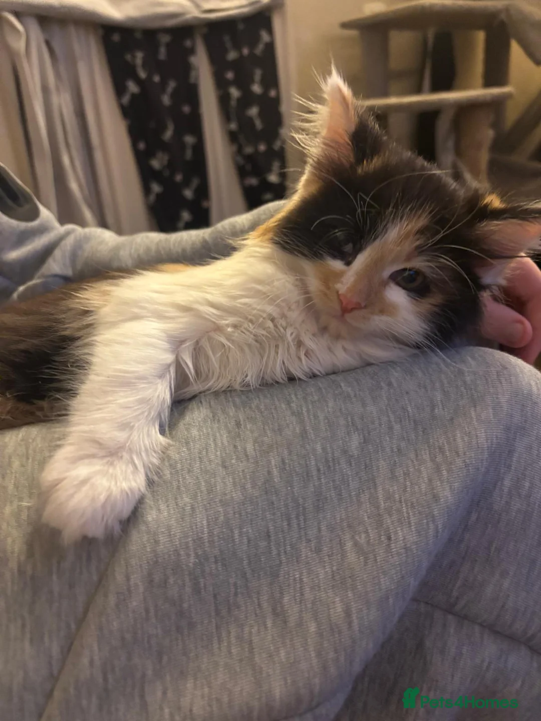 Mixed Breed cats for sale: Beautiful super fluffy mixed breed kittens - Advert 16