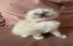 Ragdoll cats for sale: ragdoll kittens ready in 1 week  🩵💚💜 - Image 11