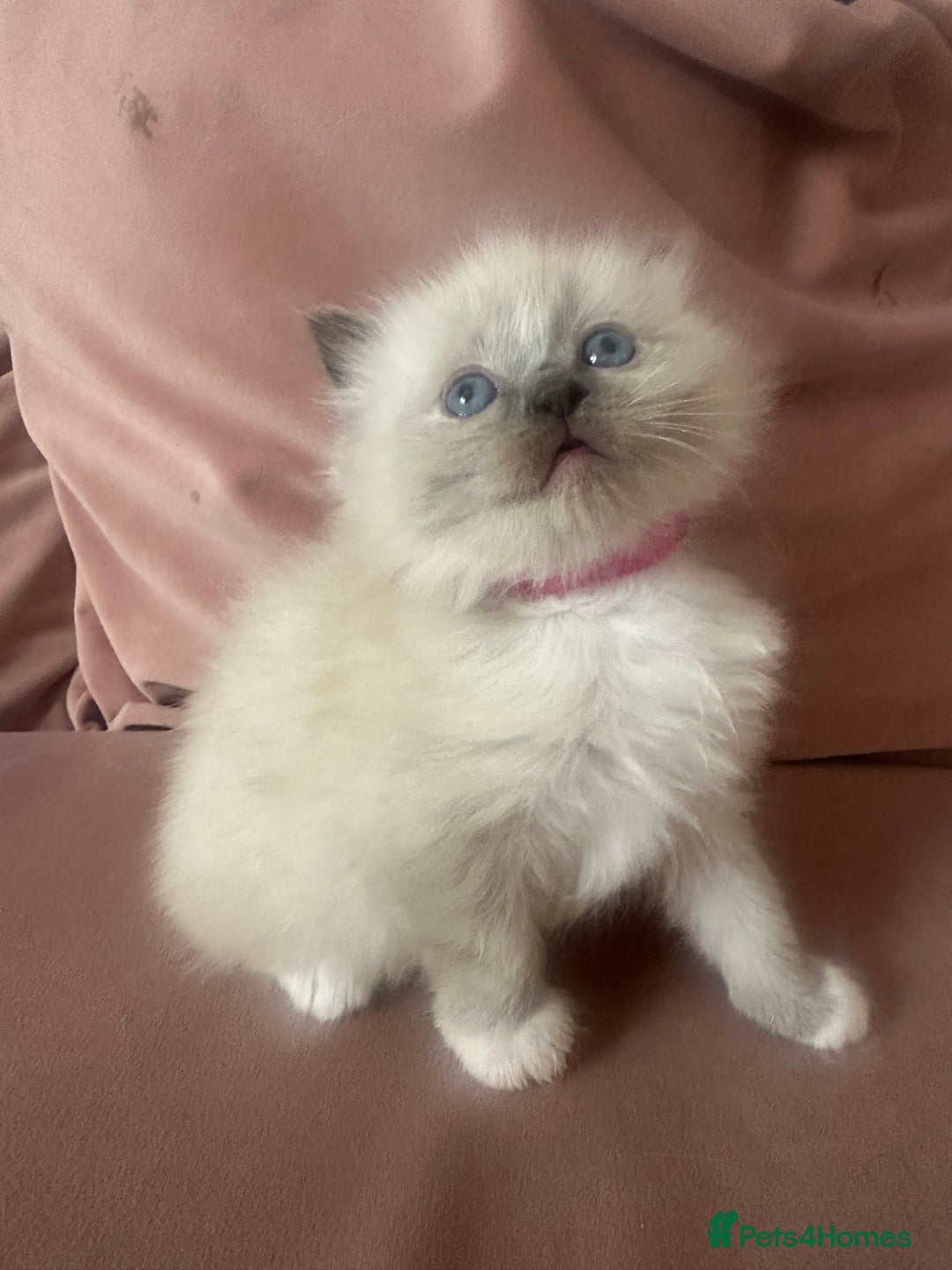 Ragdoll cats for sale: ragdoll kittens ready in 1 week  🩵💚💜 - Image 11