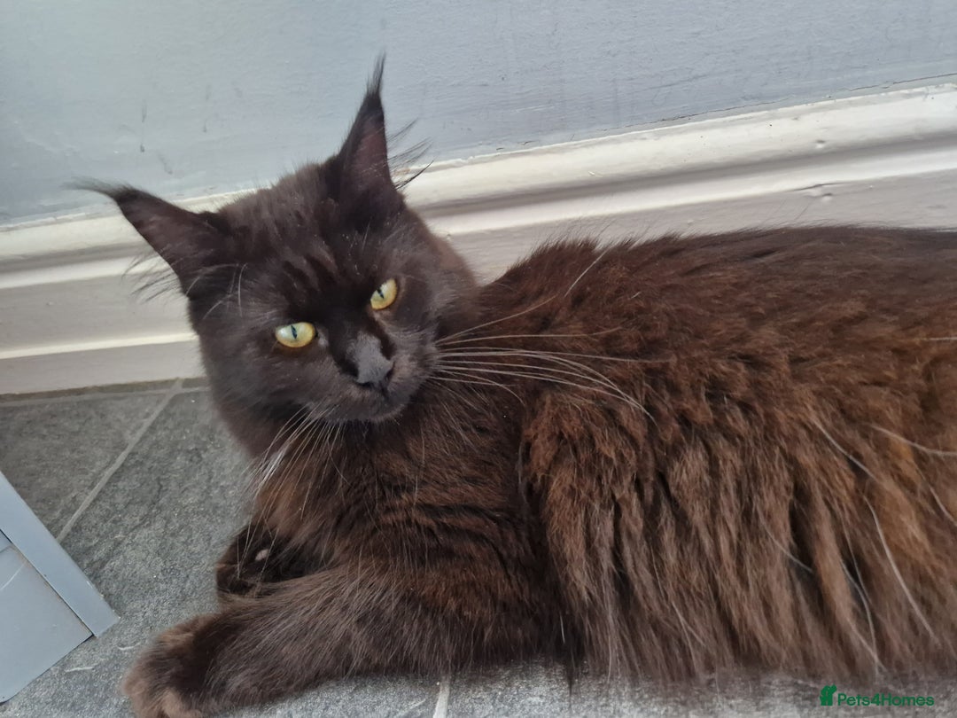 Maine Coon cats for sale: Stunning main coon girl for sale - Image 1