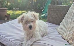 Mixed Breed dogs for sale: Gorgeous little girls in Liverpool - Image 27