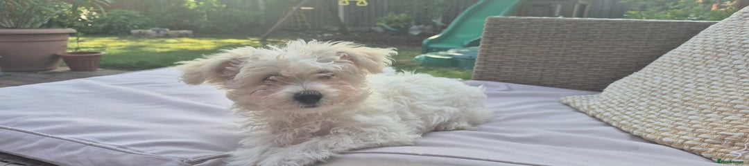 Mixed Breed Puppy 1 