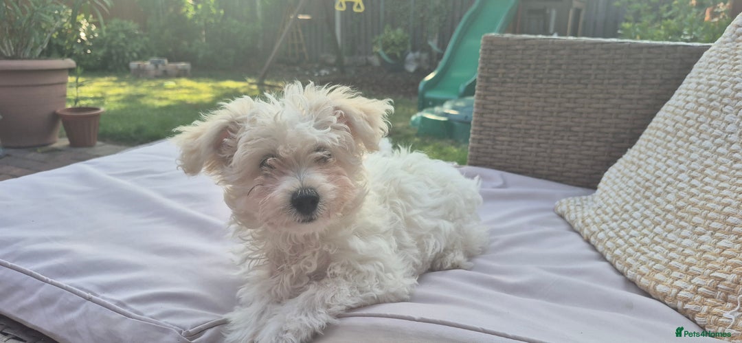 Mixed Breed dogs for sale: Gorgeous little girls in Liverpool - Image 27
