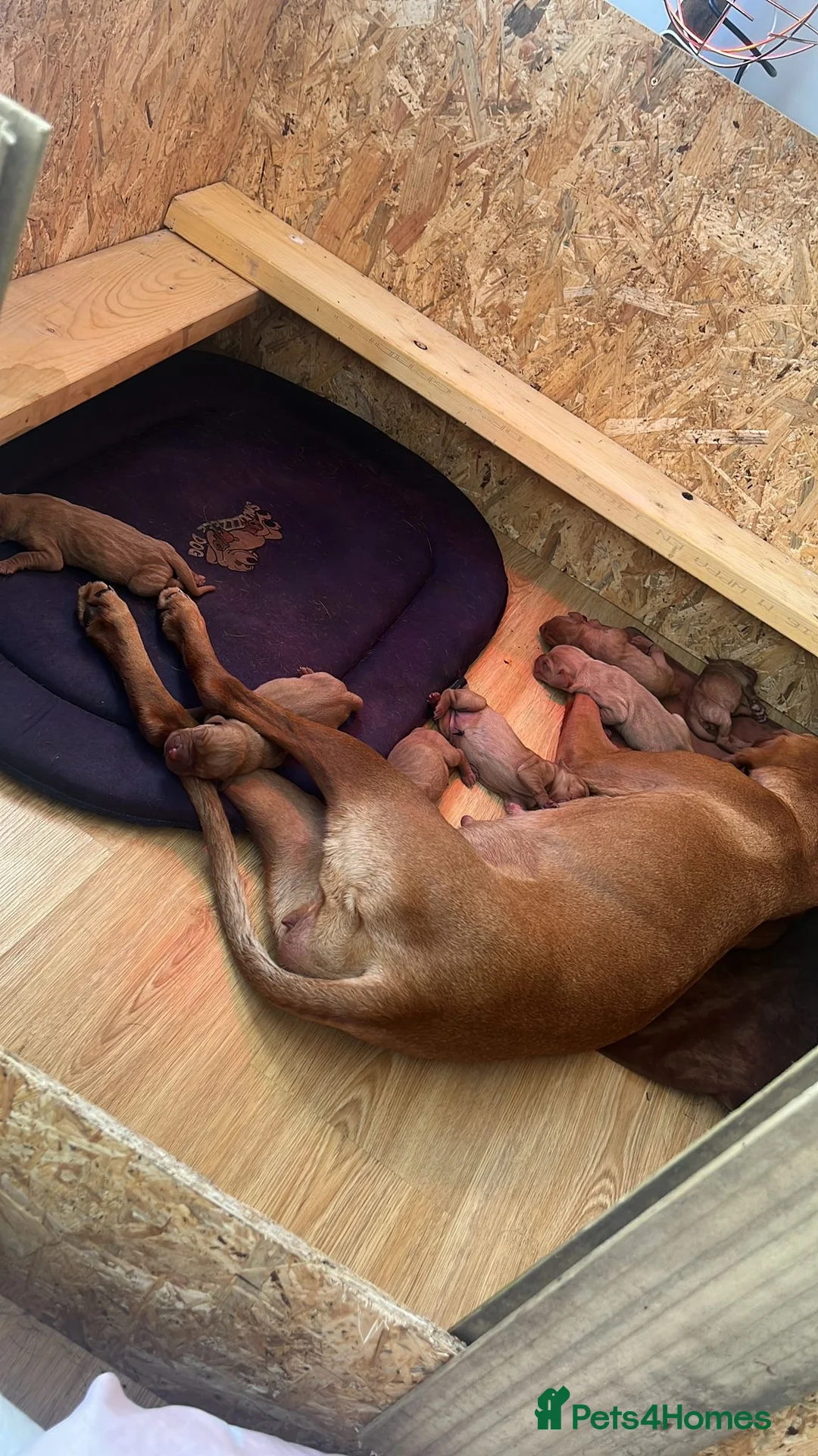Hungarian Vizsla dogs for stud: Thor *PROVEN* 🇸🇮 Slovenian Champion bloodlines  - Advert 2