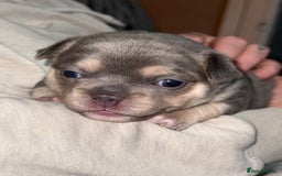 Mixed Breed dogs for sale: Frenchie cross puppy’s (80% frenchie) - Advert 23