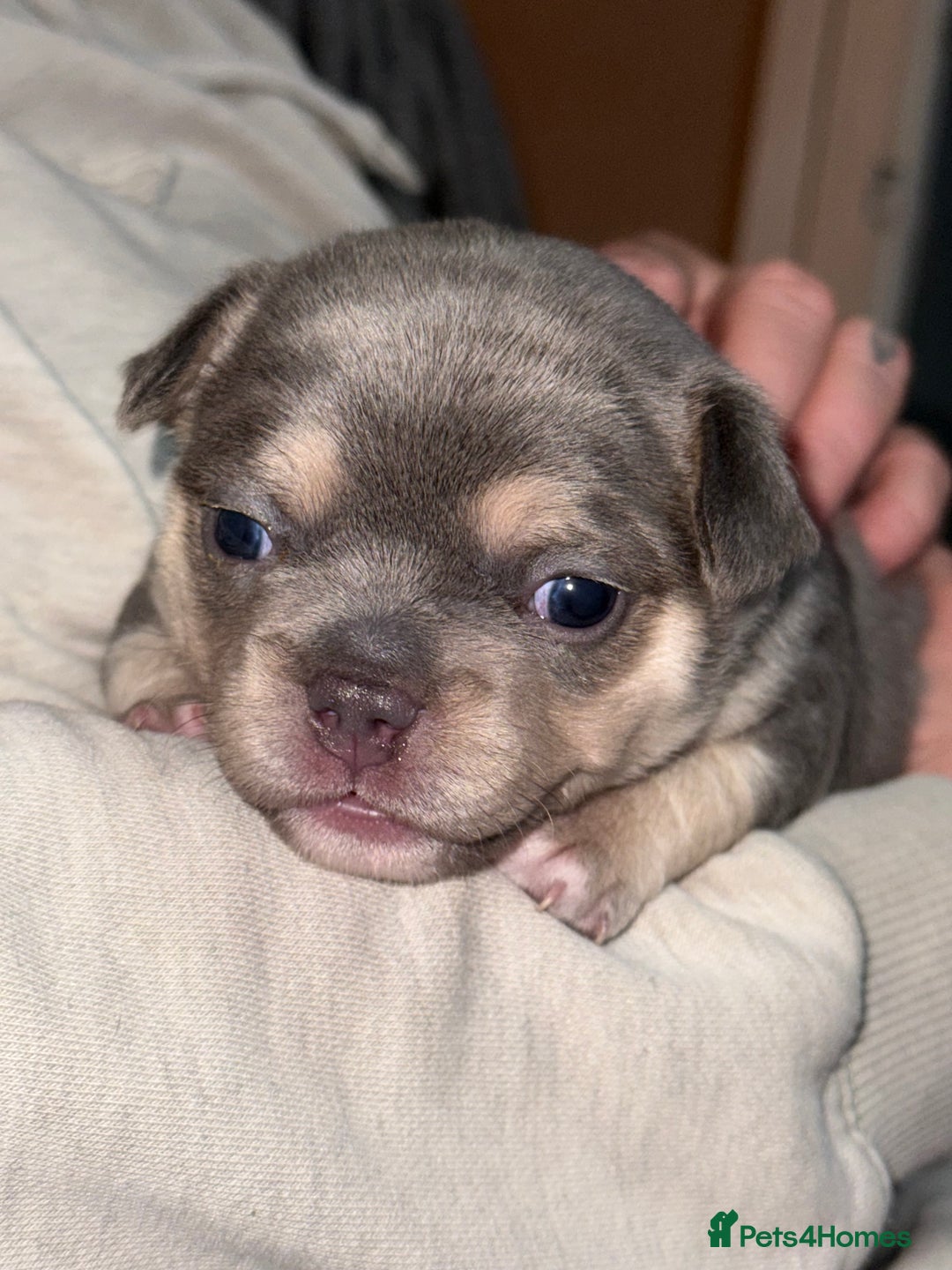 Mixed Breed dogs for sale: Frenchie cross puppy’s (80% frenchie) - Advert 23