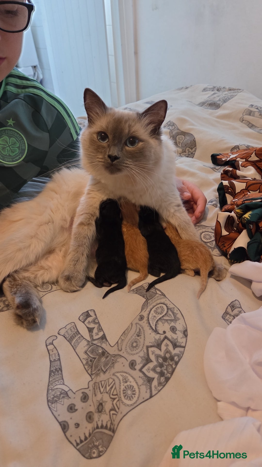 Ragdoll cats for sale: Ragdoll x tabby cat - Image 29