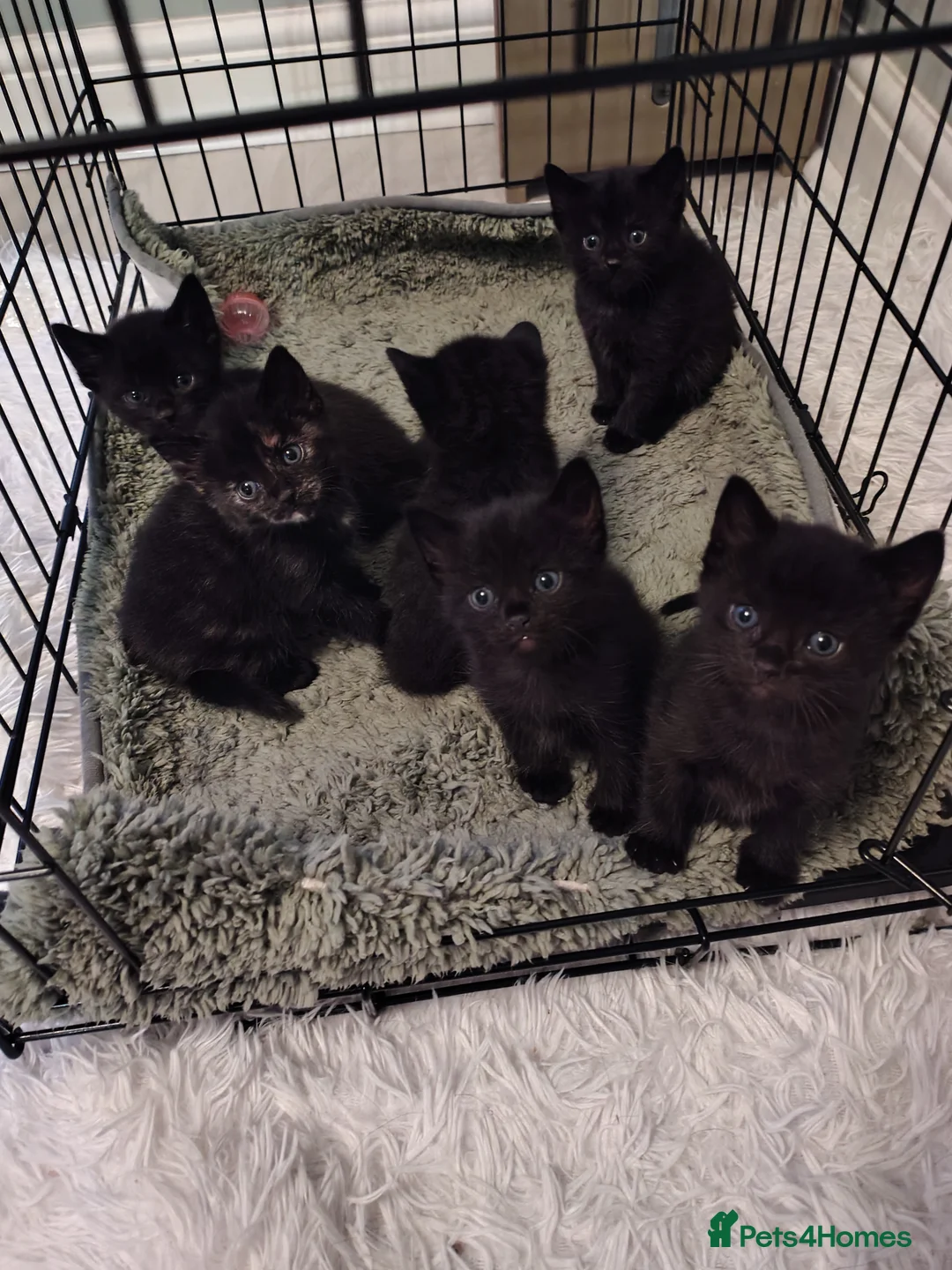 Mixed Breed cats for sale: Kittens  in Liverpool - Advert 1