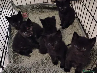 Mixed Breed cats Kittens - Advert 2