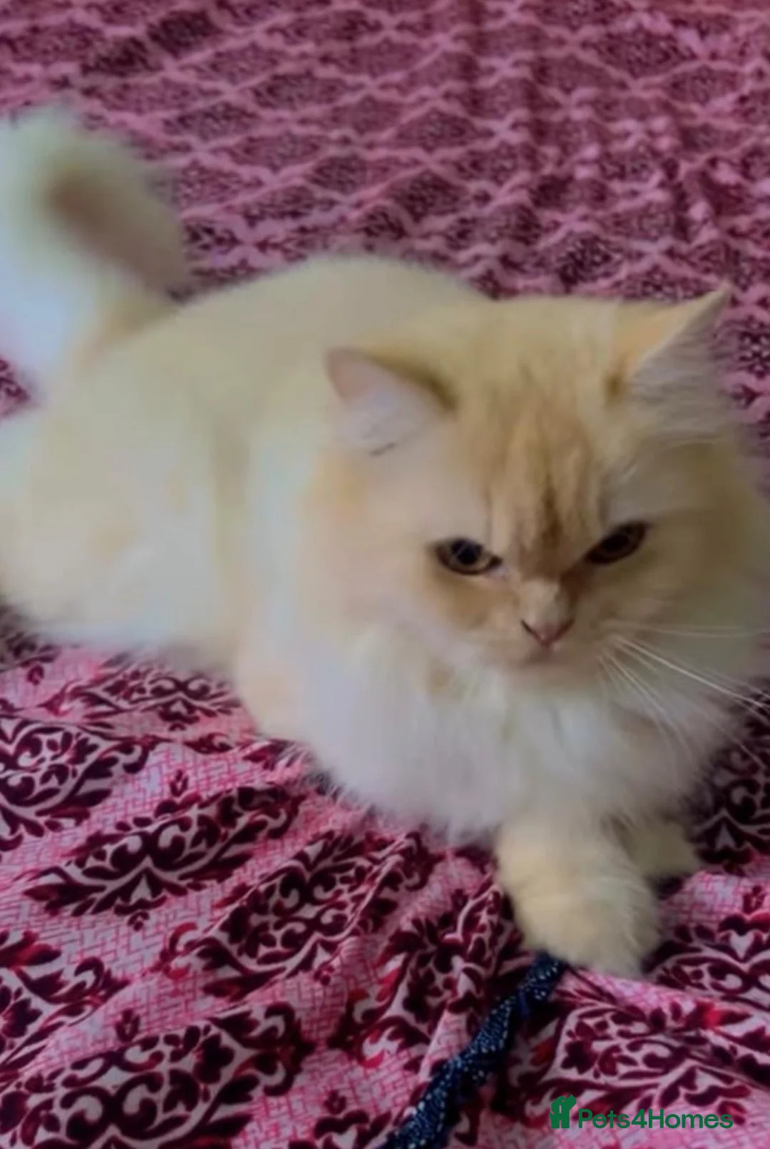 Mixed Breed cats for sale: Brownie in Norwich - Advert 2