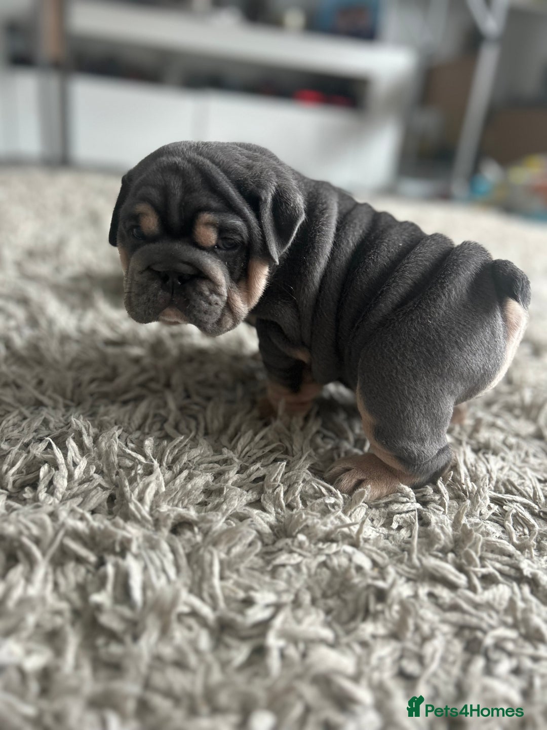 English Bulldog dogs for sale: Gorgeous Puppy Bulldogs for sale - Advert 12