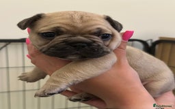French Bulldog dogs for sale: French Bulldogs - Image 6
