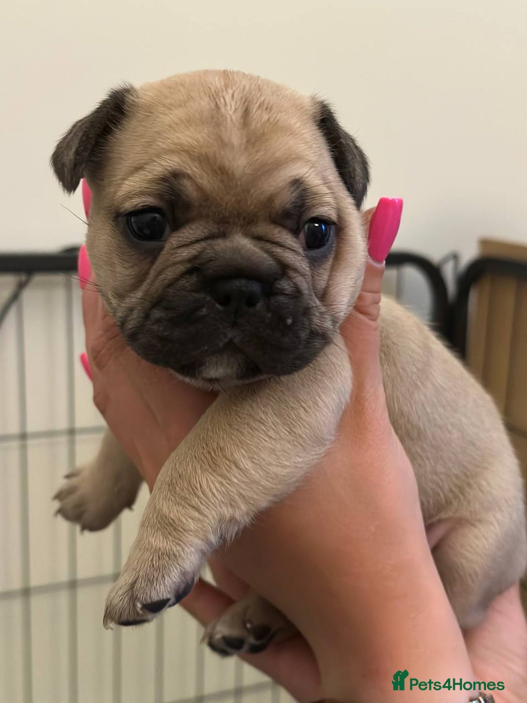 French Bulldog dogs for sale: French Bulldogs - Image 6
