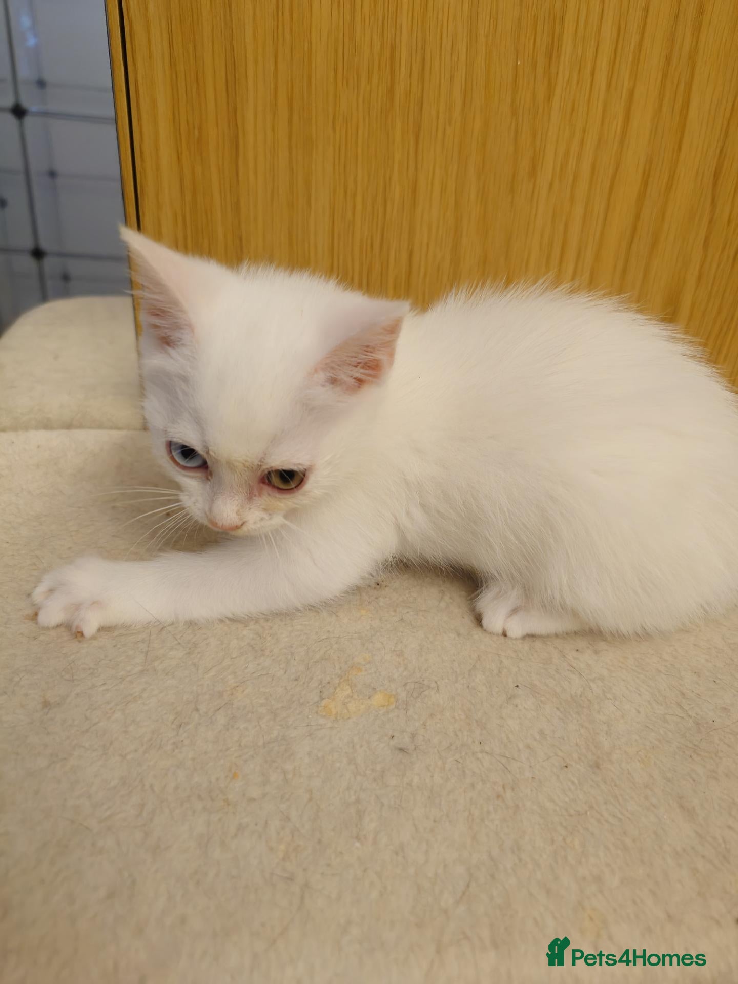 Mixed Breed cats 2 beautiful girls British shorthair mix - Advert 3