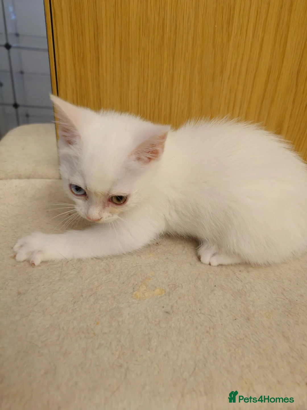 Mixed Breed cats for sale: 2 beautiful girls British shorthair mix - Advert 1