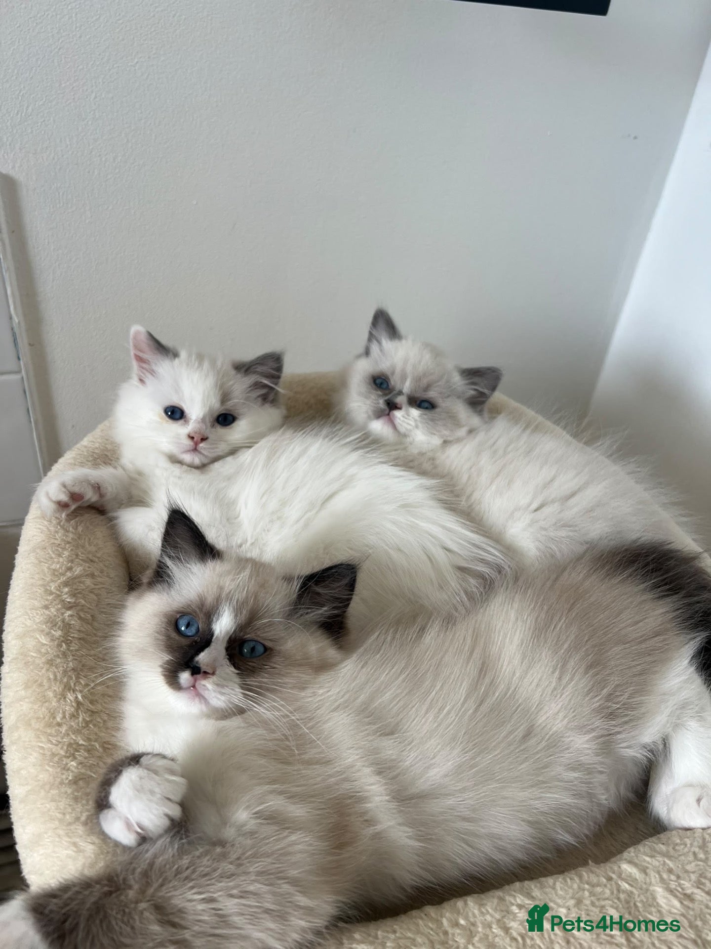 Ragdoll cats Beautiful RagDoll Kittens  - Advert 1