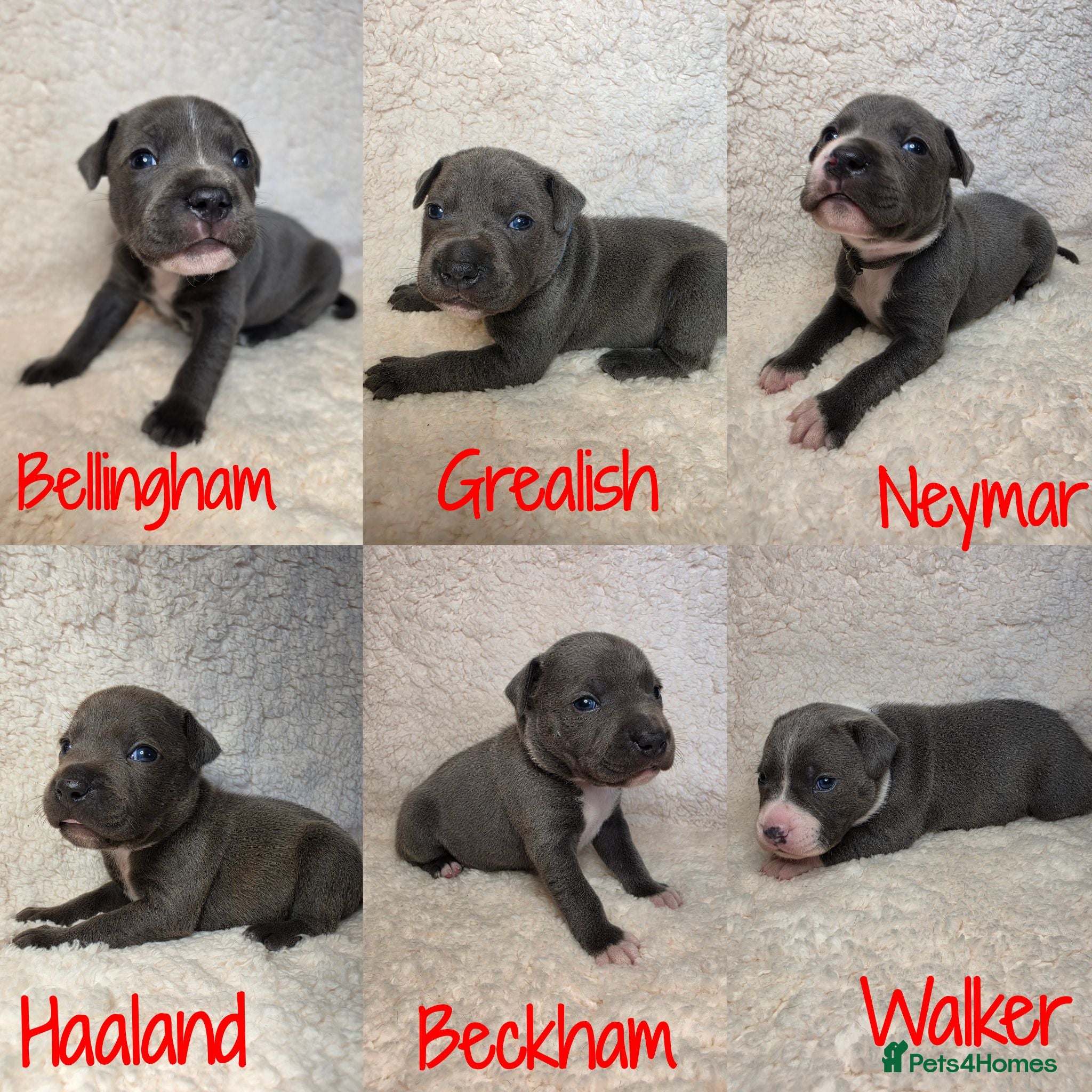 Staffordshire Bull Terrier dogs BLUE STAFFY PUPPIES ⭐️ WORLD CUP LITTER ⚽️ - Advert 1