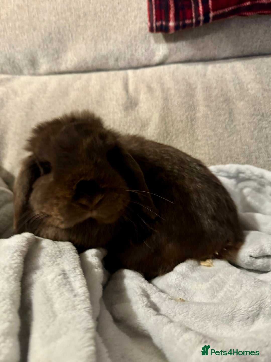 Mini Lop rabbits for sale: rabbit for sale  - Image 4