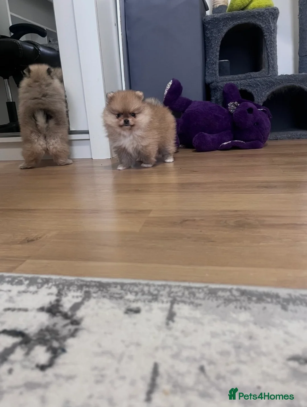 Pomeranian dogs for sale: Top Quality 🐻 Teddy Faced  - Advert 3