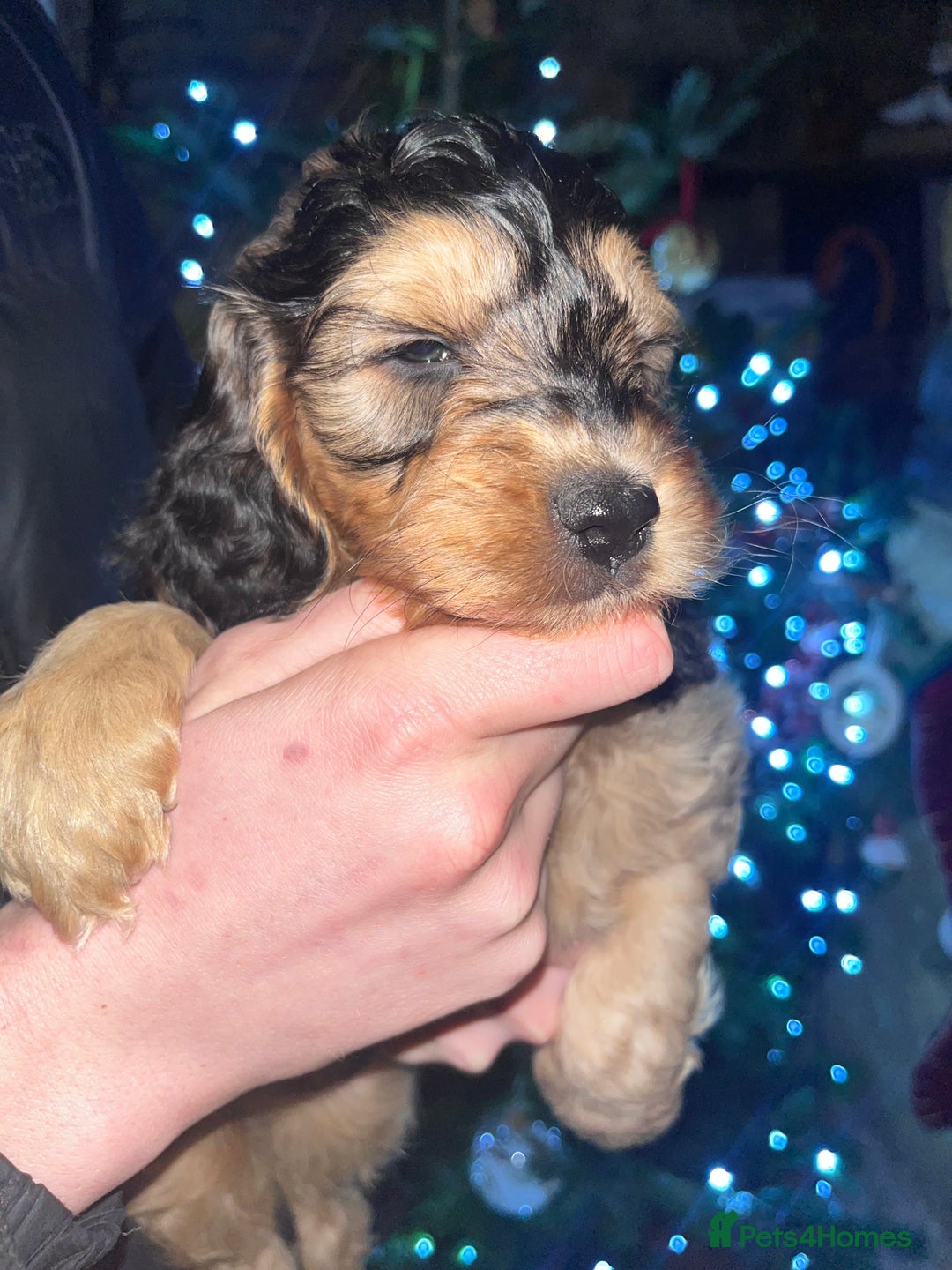 Australian Labradoodle dogs for sale: Gorgeous Australian Labradoodle Puppies  - Advert 27