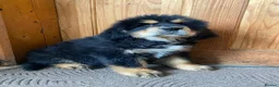 Tibetan Mastiff dogs for sale: Ready now: Outstanding Tibetan Mastiff Puppies - Advert 11