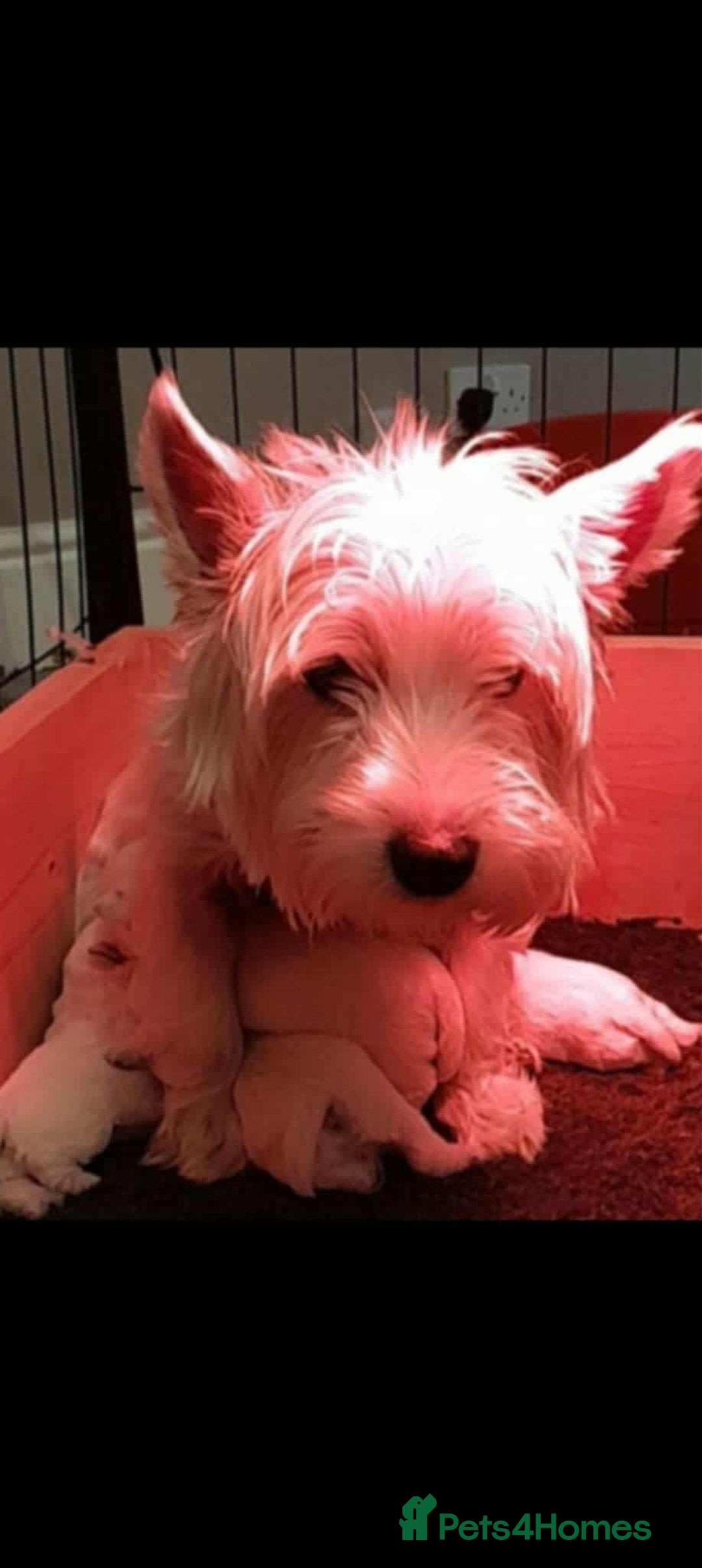 West Highland Terrier dogs for sale: West Highland Terrier Puppies - Advert 14